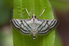 Ravanoa xiphialis