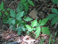 Toxicodendron radicans divaricatum