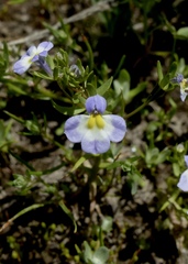 Porterella carnosula