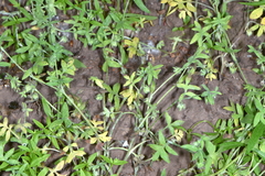 Nemophila breviflora
