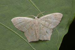 Maxates melancholica