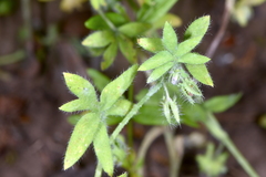 Nemophila breviflora