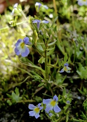 Porterella carnosula