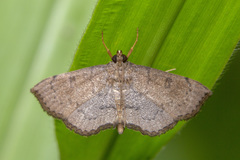 Protonoceras