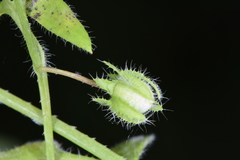 Nemophila breviflora