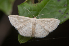 Scopula actuaria