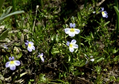 Porterella carnosula