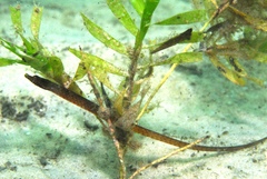 Pugnaso curtirostris