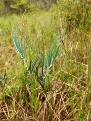 Andromeda polifolia latifolia
