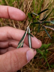 Andromeda polifolia latifolia