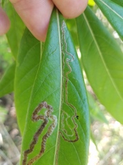 Phyllocnistis hyperpersea