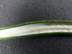 Andromeda polifolia latifolia