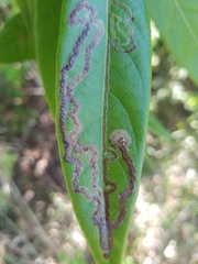 Phyllocnistis hyperpersea