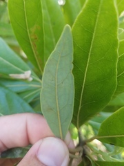 Phyllocnistis hyperpersea