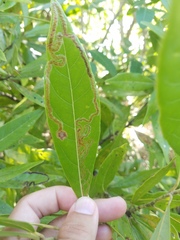 Phyllocnistis hyperpersea