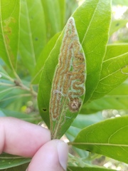 Phyllocnistis hyperpersea