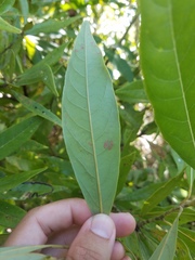 Phyllocnistis hyperpersea