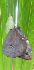 Opsiphanes tamarindi