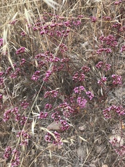 Chorizanthe staticoides