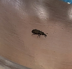 Dryophthorus americanus