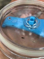 Dryophthorus americanus