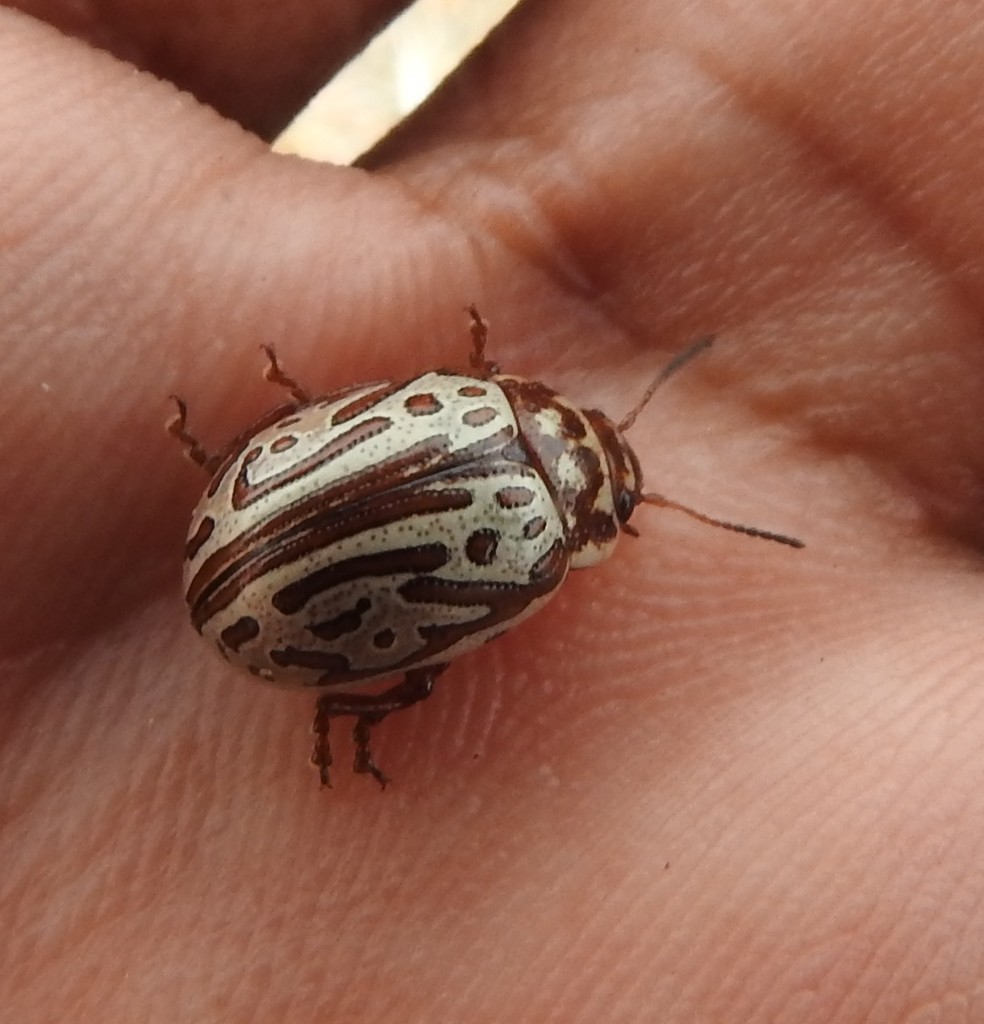 Calligrapha thermalis