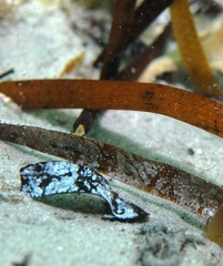 Pugnaso curtirostris