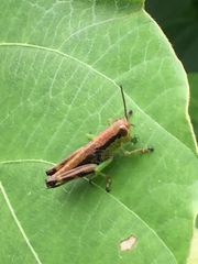 Parapodisma tenryuensis