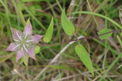 Monarda austroappalachiana