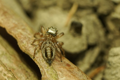 Evarcha flavocincta