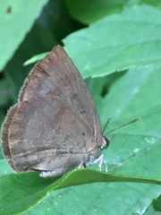 Arhopala japonica