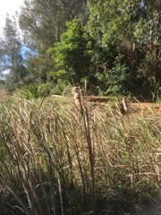 Typha orientalis