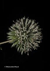 Echinops sahyadricus
