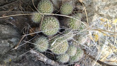 Mammillaria beneckei
