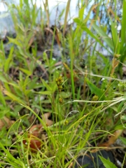 Carex crawfordii