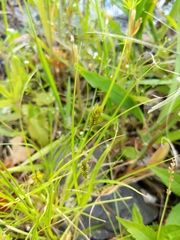 Carex crawfordii
