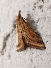 Microtheoris ophionalis