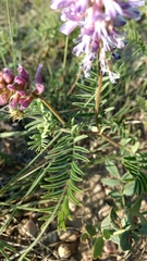 Astragalus bisulcatus