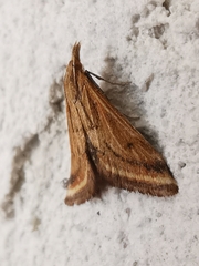 Microtheoris ophionalis