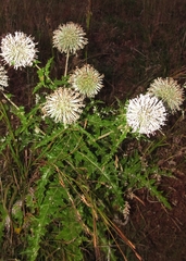Echinops sahyadricus