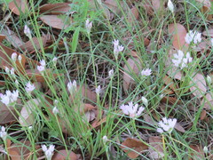 Allium drummondii