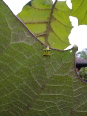 Diabrotica arcuata