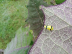 Diabrotica arcuata
