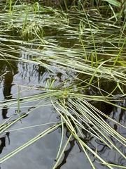 Sparganium angustifolium