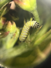 Danaus plexippus