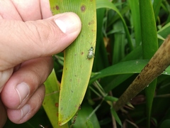 Diabrotica decempunctata