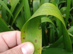 Diabrotica decempunctata