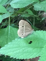 Mycalesis gotama fulginia