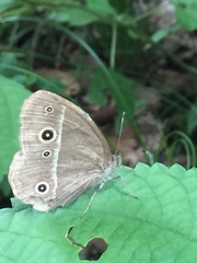 Mycalesis gotama fulginia