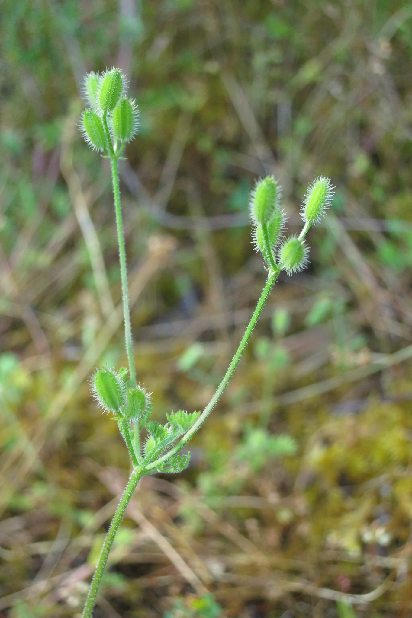Yabea microcarpa